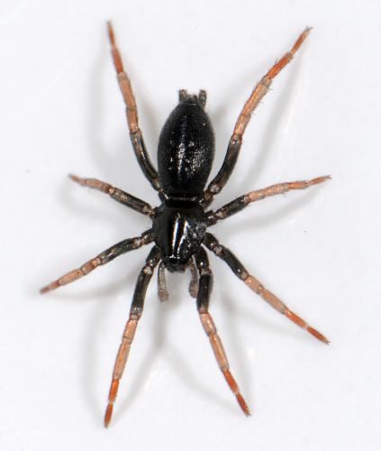 Réf. 38 411 : Trachyzelotes pedestris