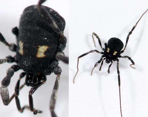 Nemastoma bimaculatum