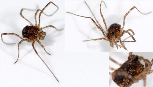 Réf. 38 918 : Rilaena triangularis
