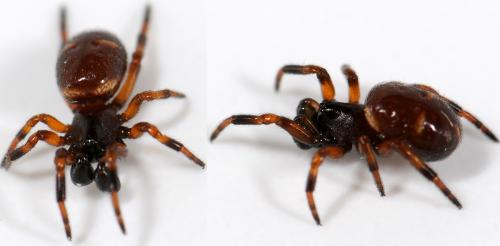 Réf. 38 949 : Asagena phalerata