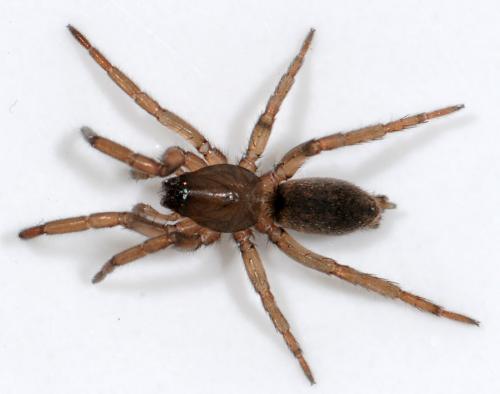 Réf. 38 996 : Drassodes sp.