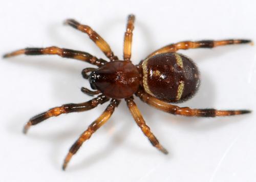 Réf. 38 950 : Asagena phalerata