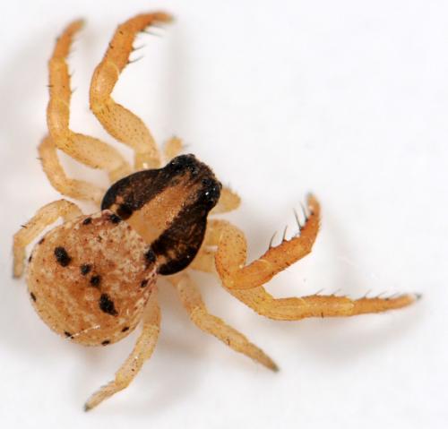 Ozyptila sp.