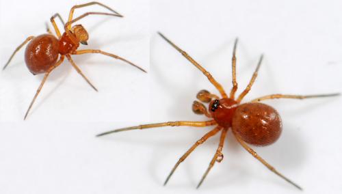 Nematogmus sanguinolentus