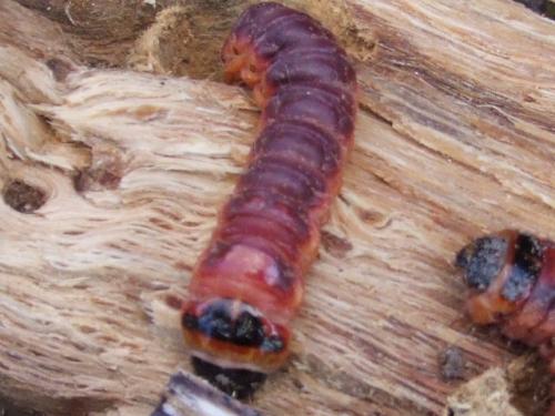 Réf. 38 096 : Cossus cossus