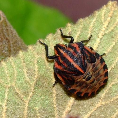 Réf. 38 337 : Graphosoma italicum