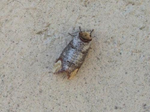 Phalera bucephala