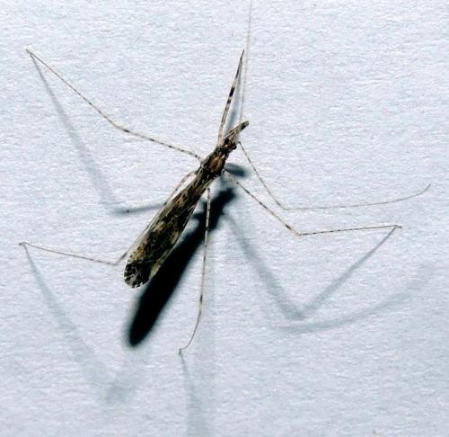 Empicoris sp.