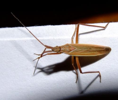 Notostira elongata
