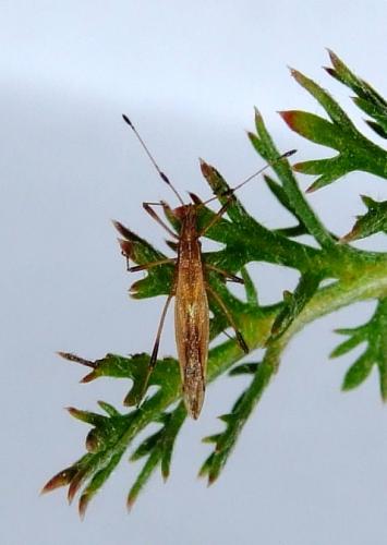 Berytinus minor