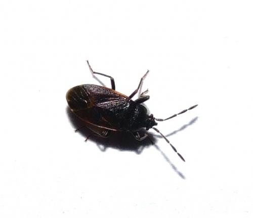 Drymus ryeii