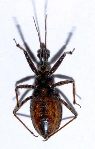 Coranus woodroffei