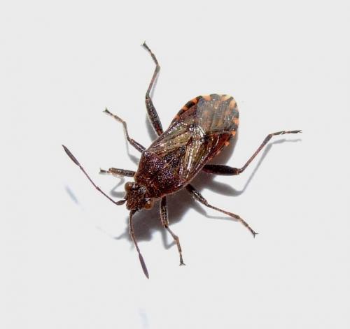 Stictopleurus punctatonervosus