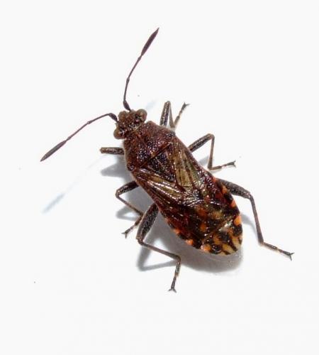 Stictopleurus punctatonervosus