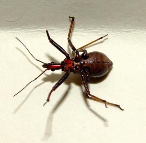 Réf. 38 438 : Rhynocoris erythropus