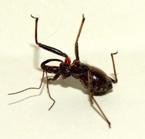 Rhynocoris erythropus