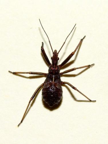 Rhynocoris erythropus