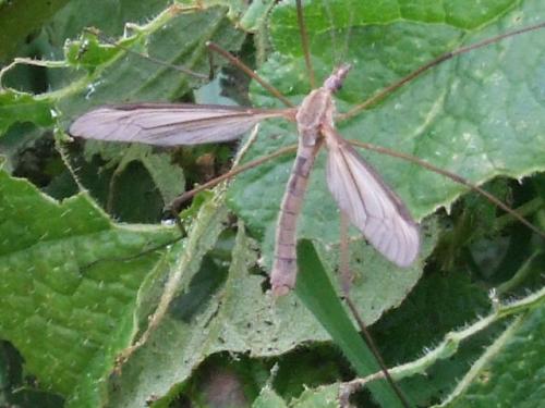 Tipula sp.