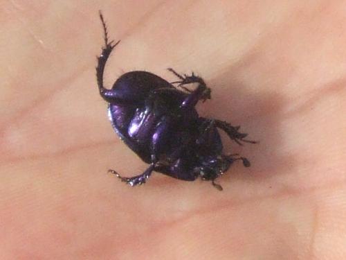 Anoplotrupes stercorosus