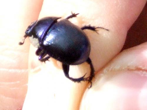 Anoplotrupes stercorosus