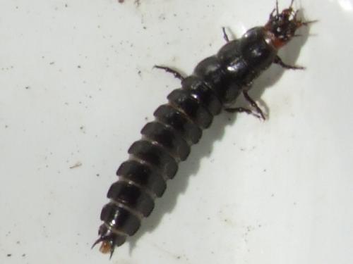 Réf. 38 771 : Carabus sp.
