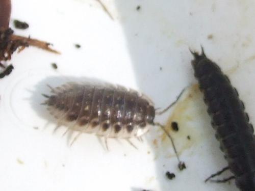 Oniscus sp.