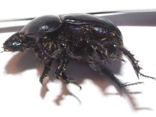 Geotrupes sp.