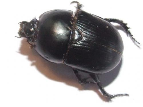 Geotrupes sp.