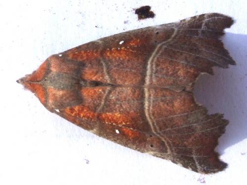 Réf. 38 941 : Scoliopteryx libatrix