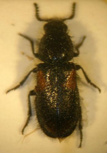 Divales quadrimaculatus