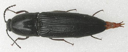 Melanotus tenebrosus