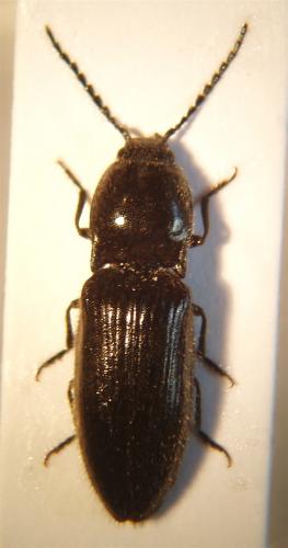 Réf. 38 654 : Hemicrepidius hirtus