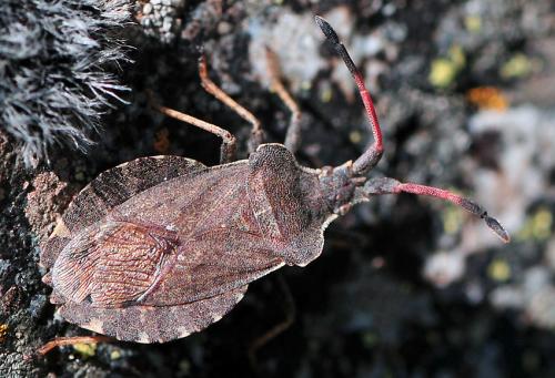 Réf. 38 267 : Enoplops scapha