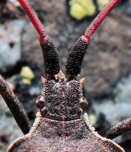 Réf. 38 268 : Enoplops scapha