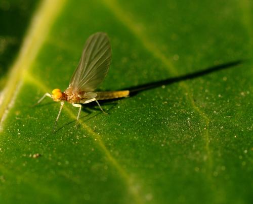 Baetis fuscatus