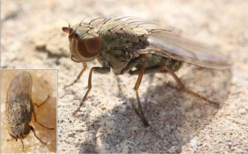 Notiphila sp.
