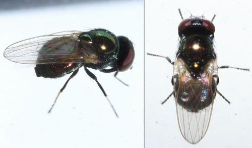 Réf. 38 696 : Lamprolonchaea smaragdi