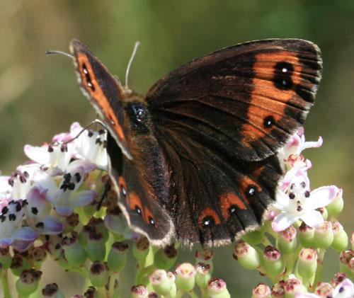 Erebia neoridas