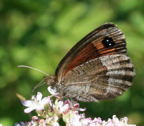 Erebia neoridas