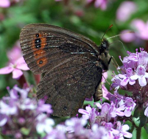 Erebia triarius