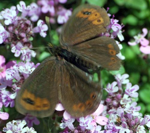 Erebia triarius