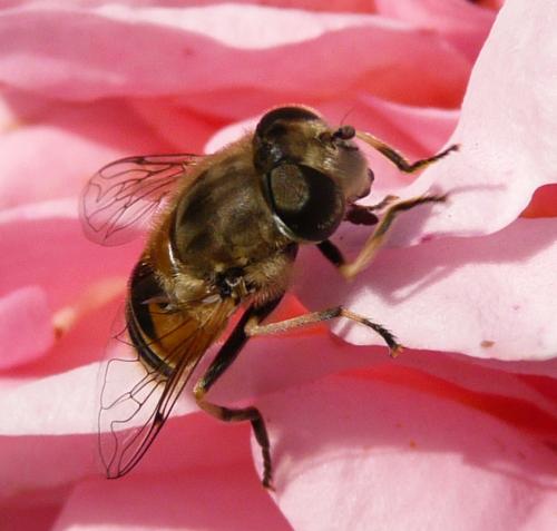 Eristalis arbustorum