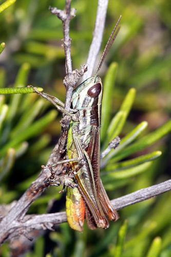 Euchorthippus chopardi
