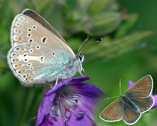 Aricia eumedon