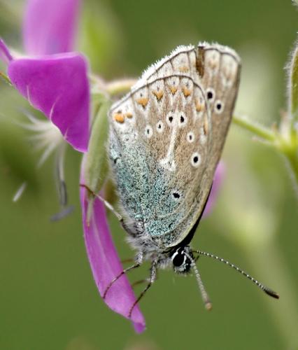 Aricia eumedon