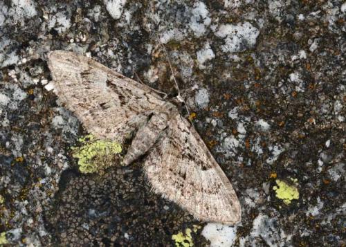 Réf. 38 395 : Eupithecia oxycedrata