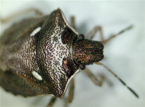 Réf. 38 798 : Eysarcoris aeneus