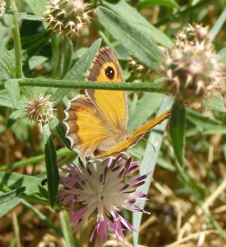 Pyronia cecilia