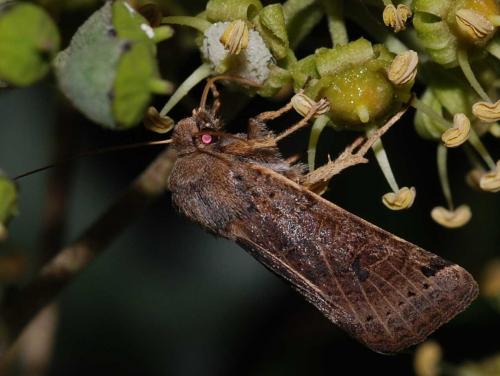 Agrochola lunosa