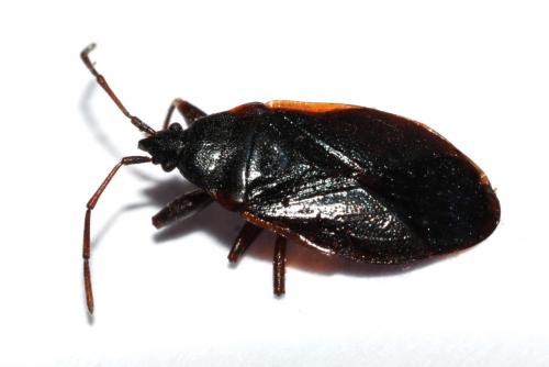 Gastrodes grossipes